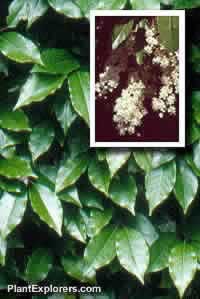 Prunus lusitanica