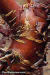 Prunus serrula
