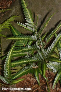 Pteris biaurita