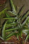 Pteris biaurita
