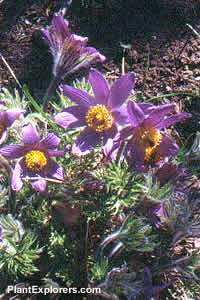 Pulsatilla patens