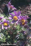 Pulsatilla patens
