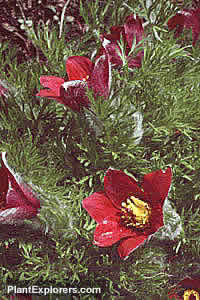 Pulsatilla vulgaris 'Rubra'