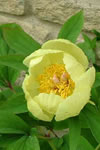 Paeonia mlokosewitschii