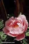Paeonia suffruticosa 'pink'