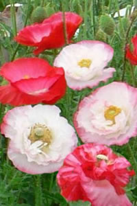 Papaver rhoeas 'Shirley'