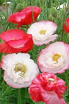 Papaver rhoeas 'Shirley Types'
