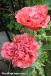 Papaver somniferum 'Paeoniflorum'