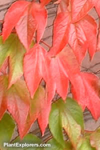Parthenocissus tricuspidata