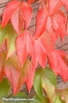 Parthenocissus tricuspidata