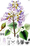 Paulownia tomentosa 'var. tsinglingensis'
