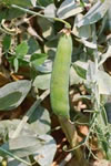 Pea 'Carlin'