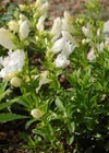 Penstemon fruticosus var. scouleri 'Albus'