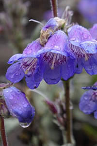 Penstemon gormanii