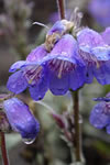 Penstemon gormanii