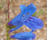 Penstemon heterophyllus 'Zuri blau'