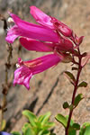 Penstemon newberryi