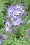 Phacelia tanacetifolia
