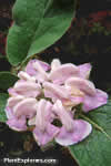 Phlomis cashmeriana