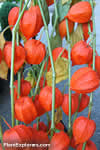 Physalis alkekengi var. franchetti