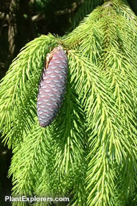 Picea likiangensis