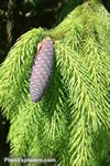 Picea likiangensis