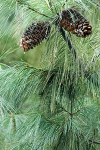 Pinus armandii