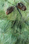 Pinus armandii