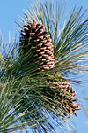 Pinus jeffreyi