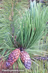 Pinus leucodermis