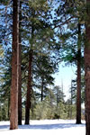 Pinus ponderosa