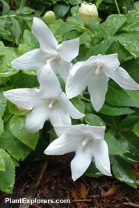 Platycodon grandiflorus 'Alba'