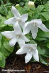 Platycodon grandiflorus 'Alba'