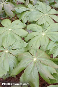 Podophyllum peltatum