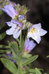 Polemonium pulcherrimum
