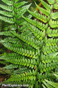 Polystichum tsussimense