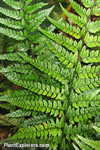 Polystichum tsussimense