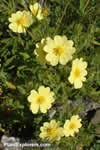 Potentilla gracilis