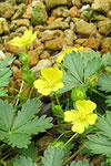 Potentilla neumanniana