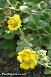 Potentilla villosa