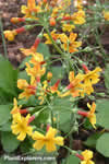 Primula chungensis