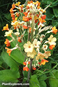 Primula florindae 'Apricot'