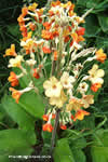 Primula florindae 'Apricot'