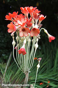 Primula florindae 'Rubra'