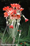 Primula florindae 'Rubra'