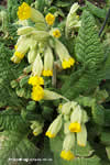 Primula veris