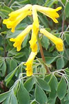 Corydalis lutea