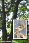 Pterocarya macroptera