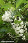 Pterostyrax hispida
