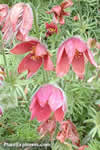 Pulsatilla koreana